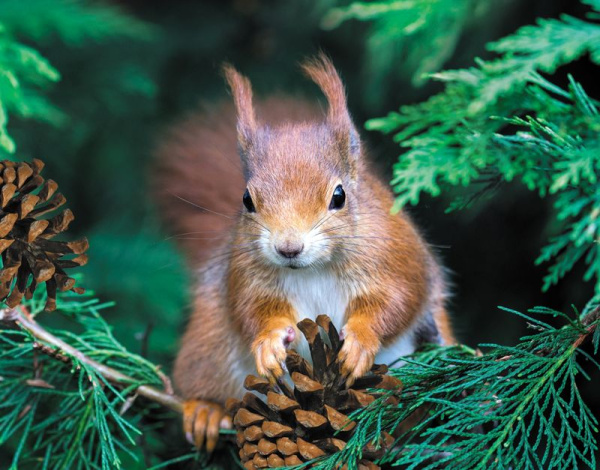 Календарь квартальный 3гр/3бл 2026г Белочка