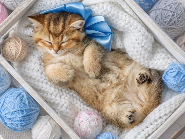 Алмазная мозаика 30*40см Спящий пушистик