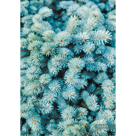 Ежедневник А5 7БЦ Ель полудат. 192л