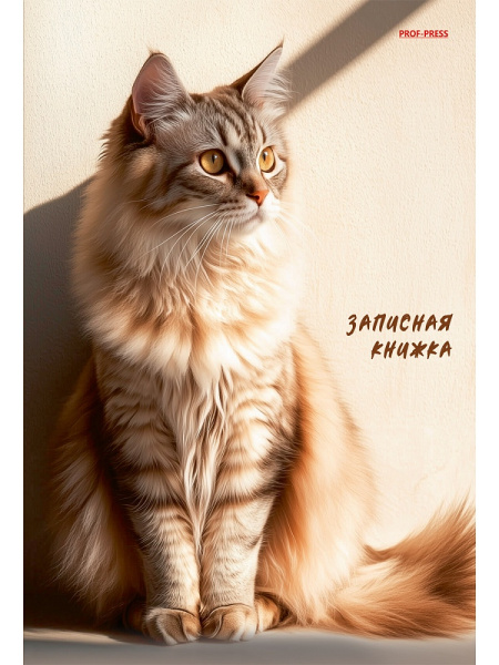 Кн.записная А5 7Бц  80л Рыжий кот в лучах солнца