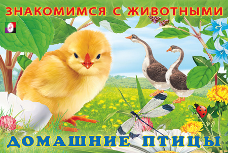 Книжка А5 Знакомимся с животными. Домашние птицы