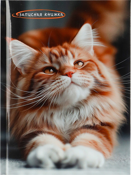 Кн.записная А5 7Бц  80л Фото котика