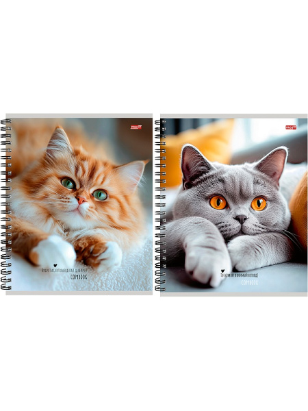 Тетрадь гребень  48л Милые коты-1